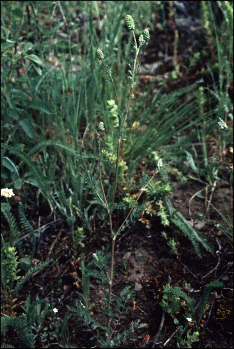 Image of Poteridium occidentale (Nutt. ex Torr. & Gray) Rydb.