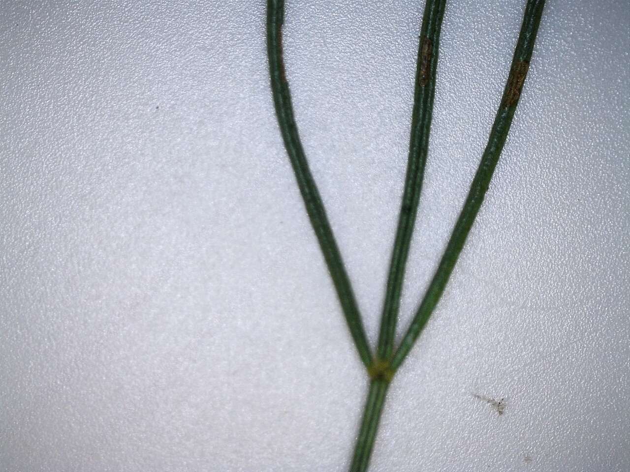 Image of Psoralea sordida