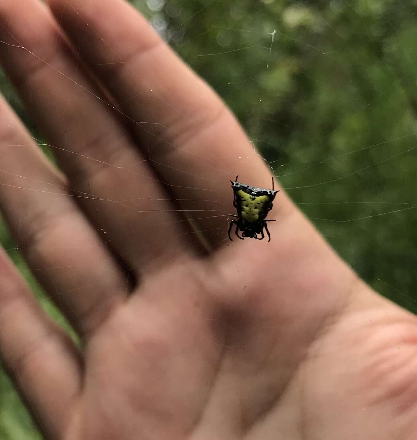 Image of Micrathena crassa (Keyserling 1864)