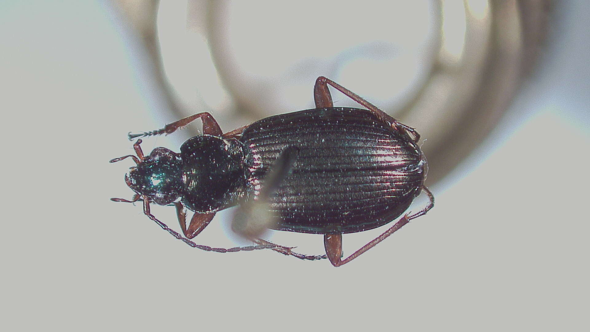 Image of Agonum (Olisares) errans (Say 1823)