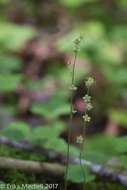 Image of naked miterwort