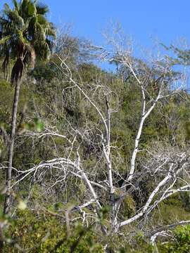 Image of Populus brandegeei Schneider