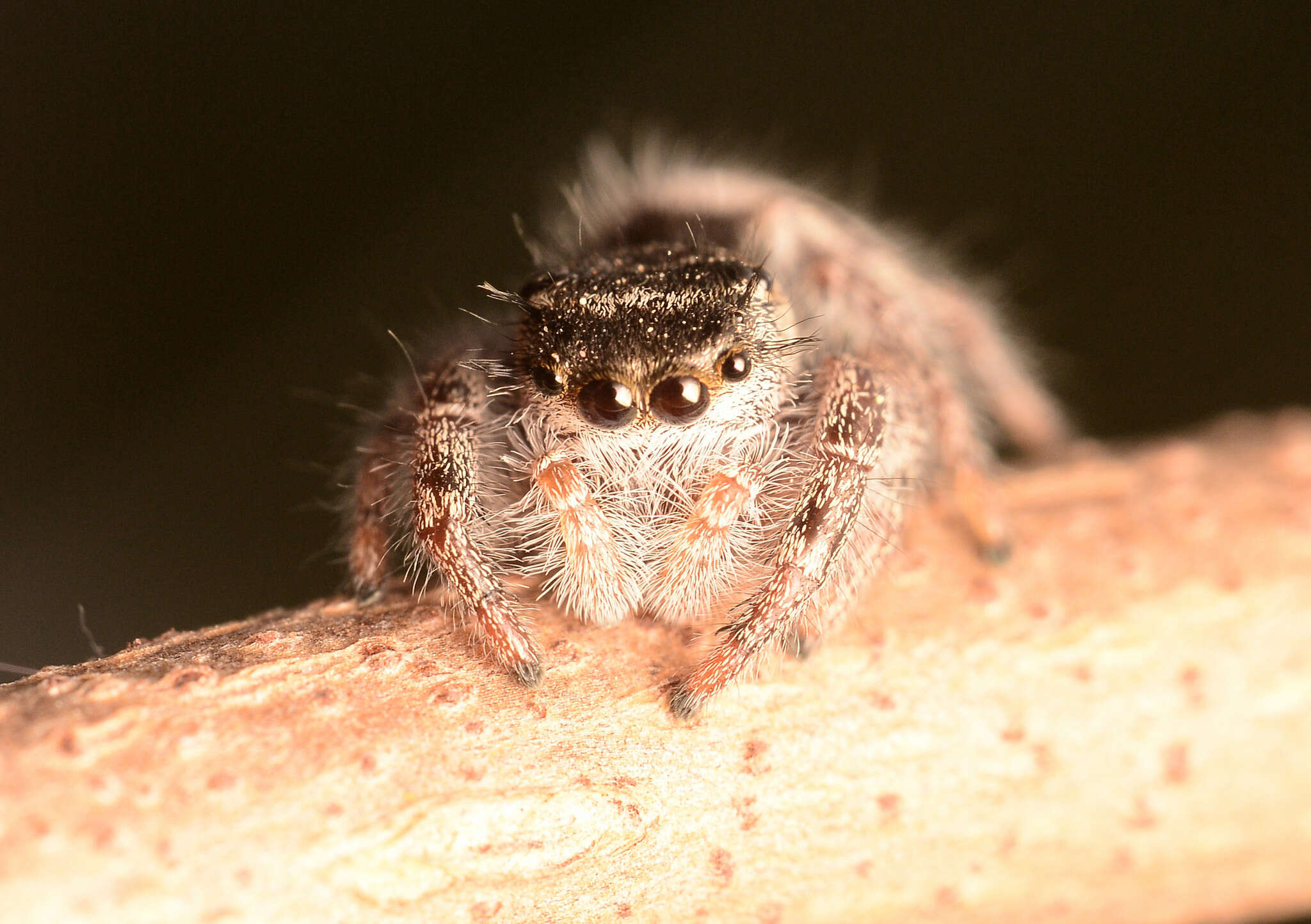 Image of Phidippus insignarius C. L. Koch 1846