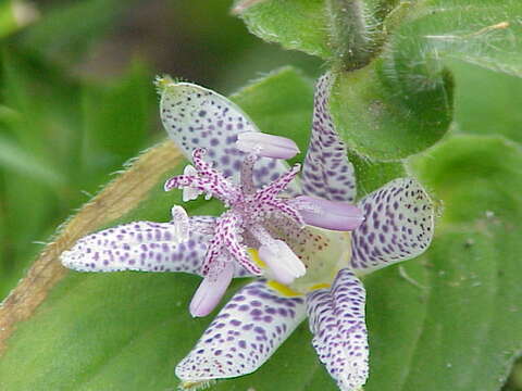 Image of toad lily