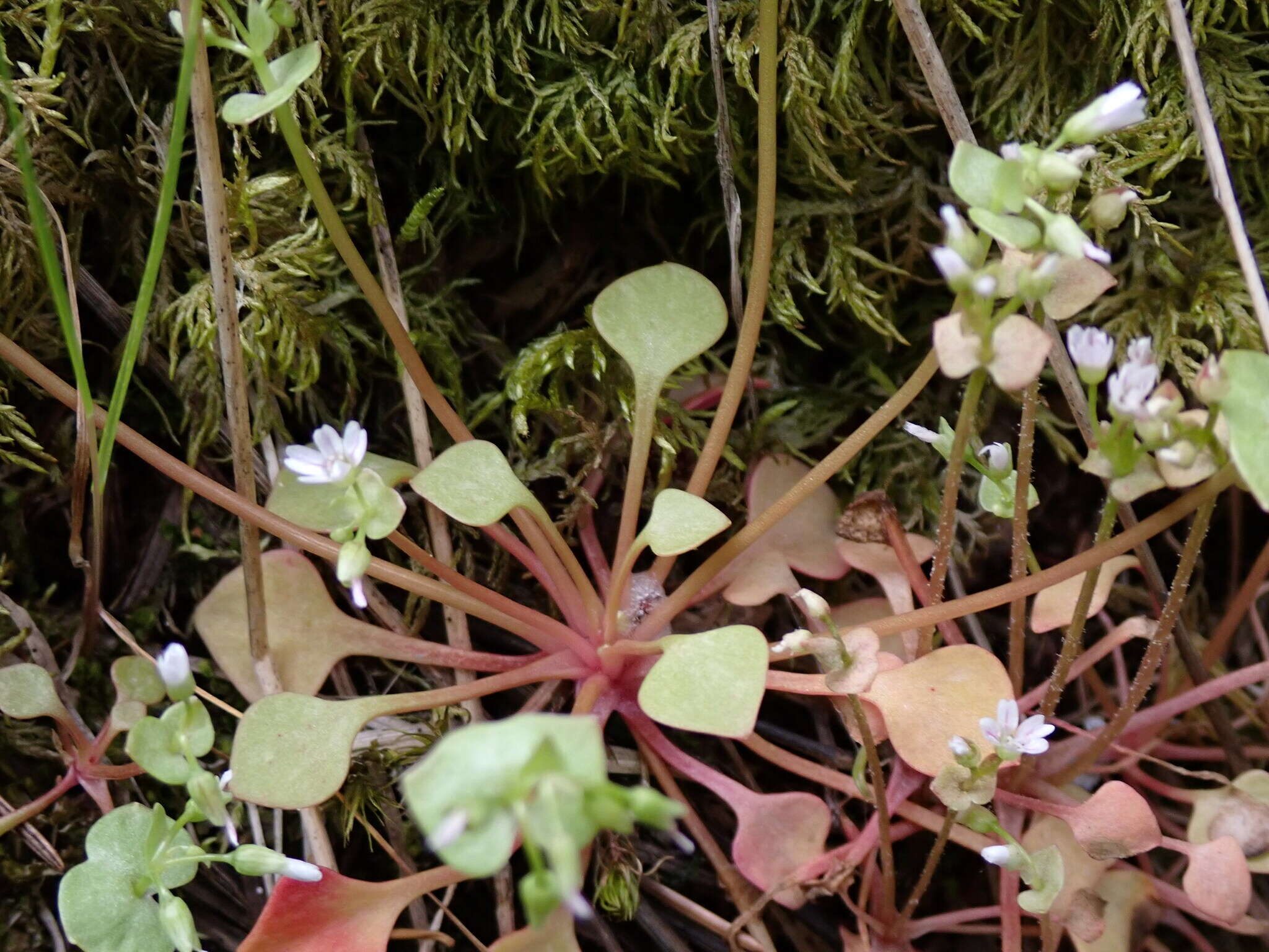 Слика од Claytonia rubra subsp. rubra