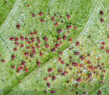 Image de Araignée rouge