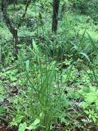 Image of Thick-Head Sedge