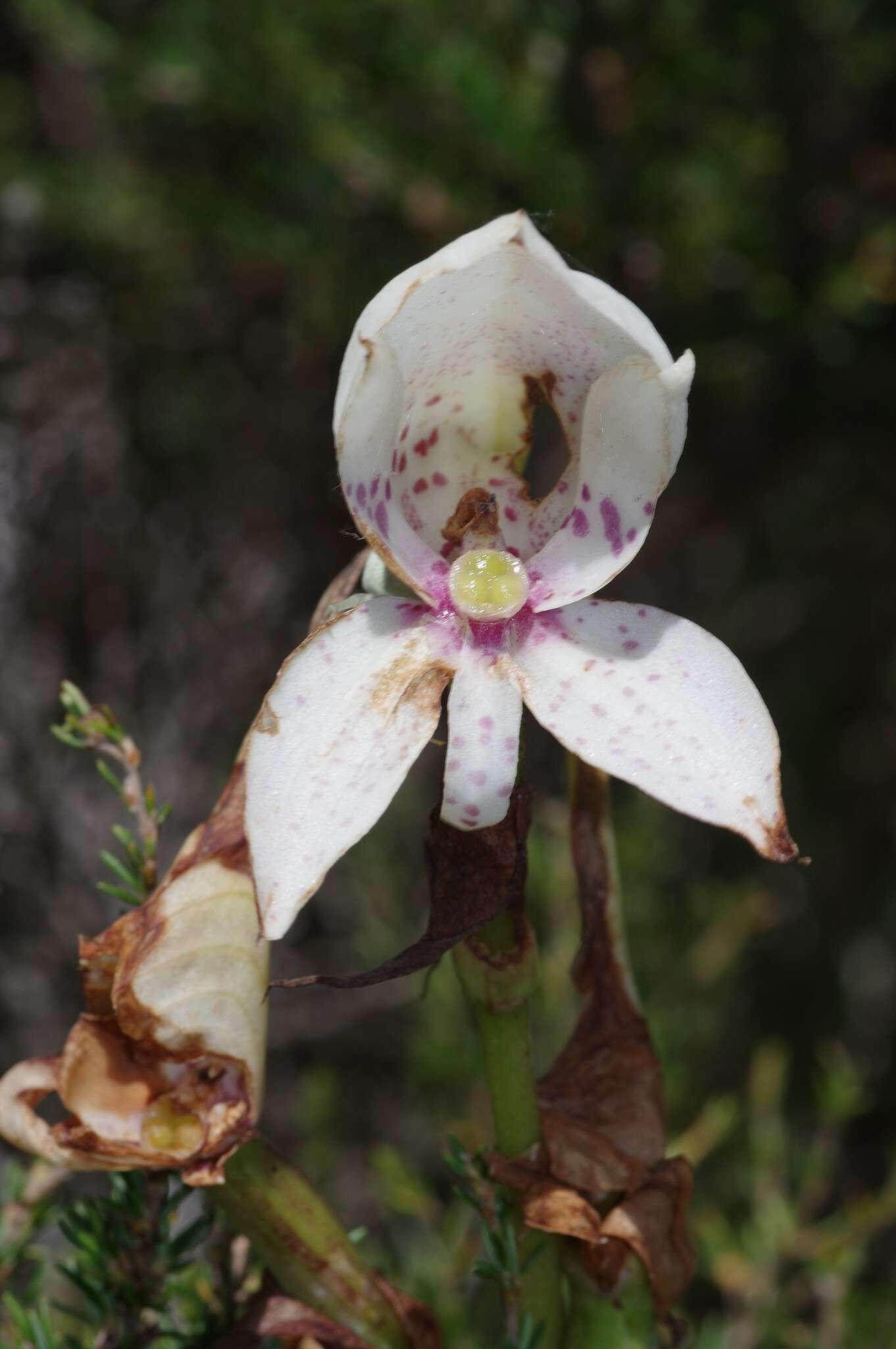 Image of Disa crassicornis Lindl.