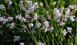 Image of Asperula aristata L. fil.