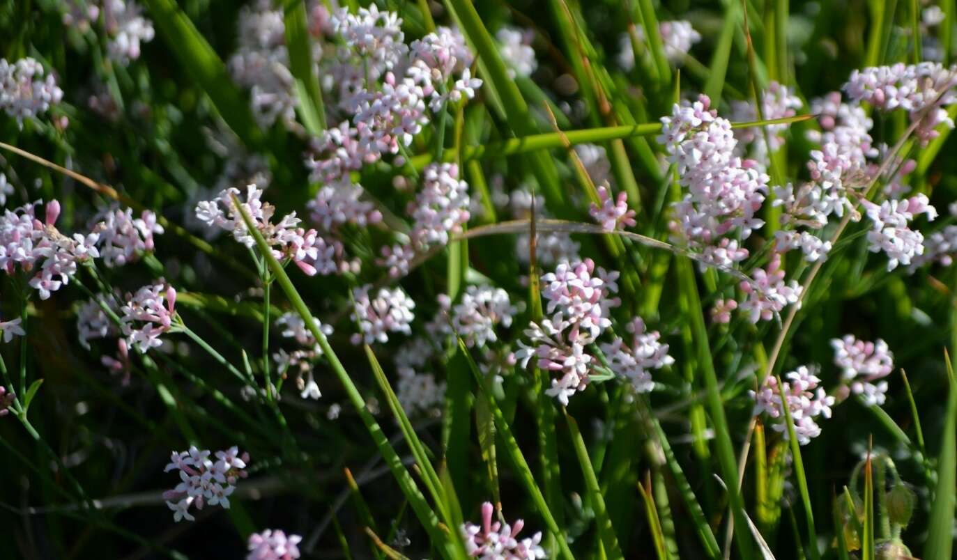 Image of Asperula aristata L. fil.