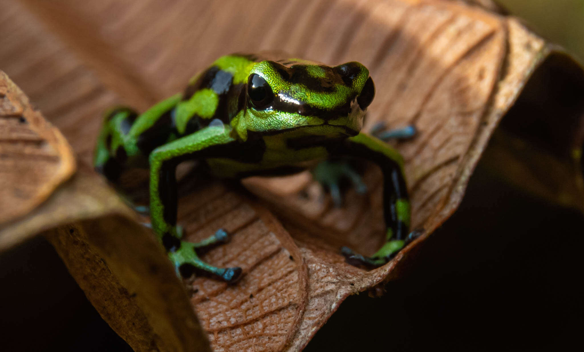 Image of Yellow-bellied Poison Frog