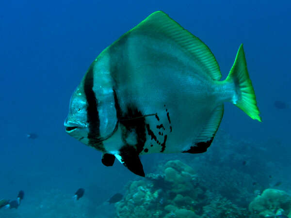 Image of Longfin batfish