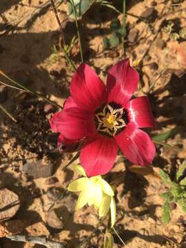 Image of Romulea pudica (Sol. ex Ker Gawl.) Baker