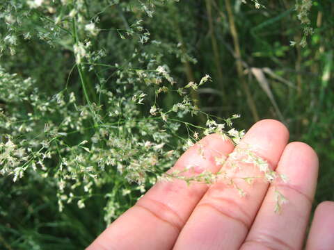 Image of Deschampsia cespitosa subsp. cespitosa