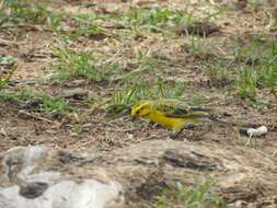 Image of White-bellied Canary