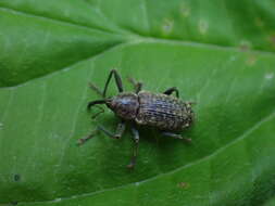 Image of Dorytomus longimanus (Forster & J. R. 1771)