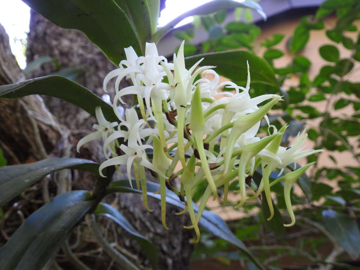 Image of Cyrtorchis praetermissa subsp. zuluensis (E. R. Harrison) H. P. Linder