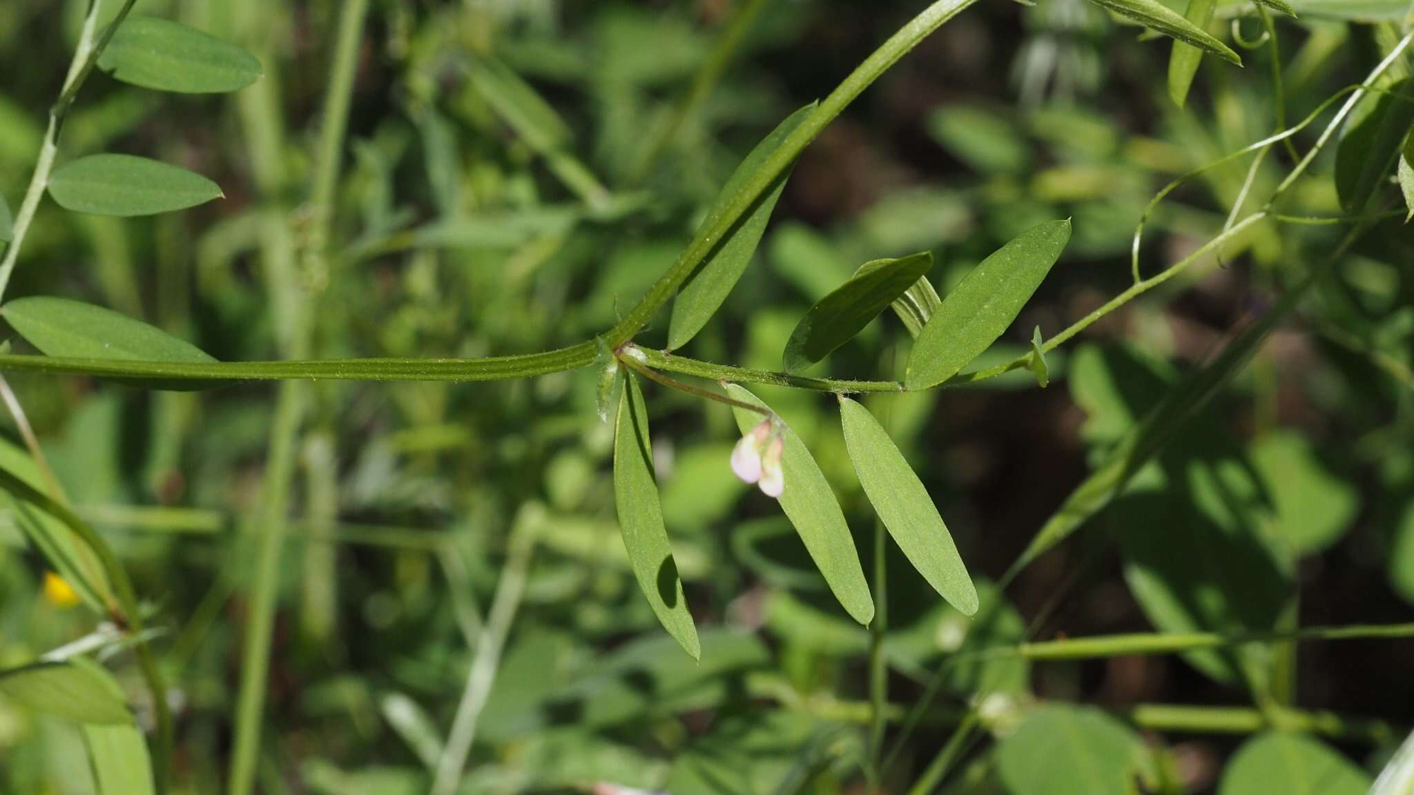 Image of Louisiana vetch