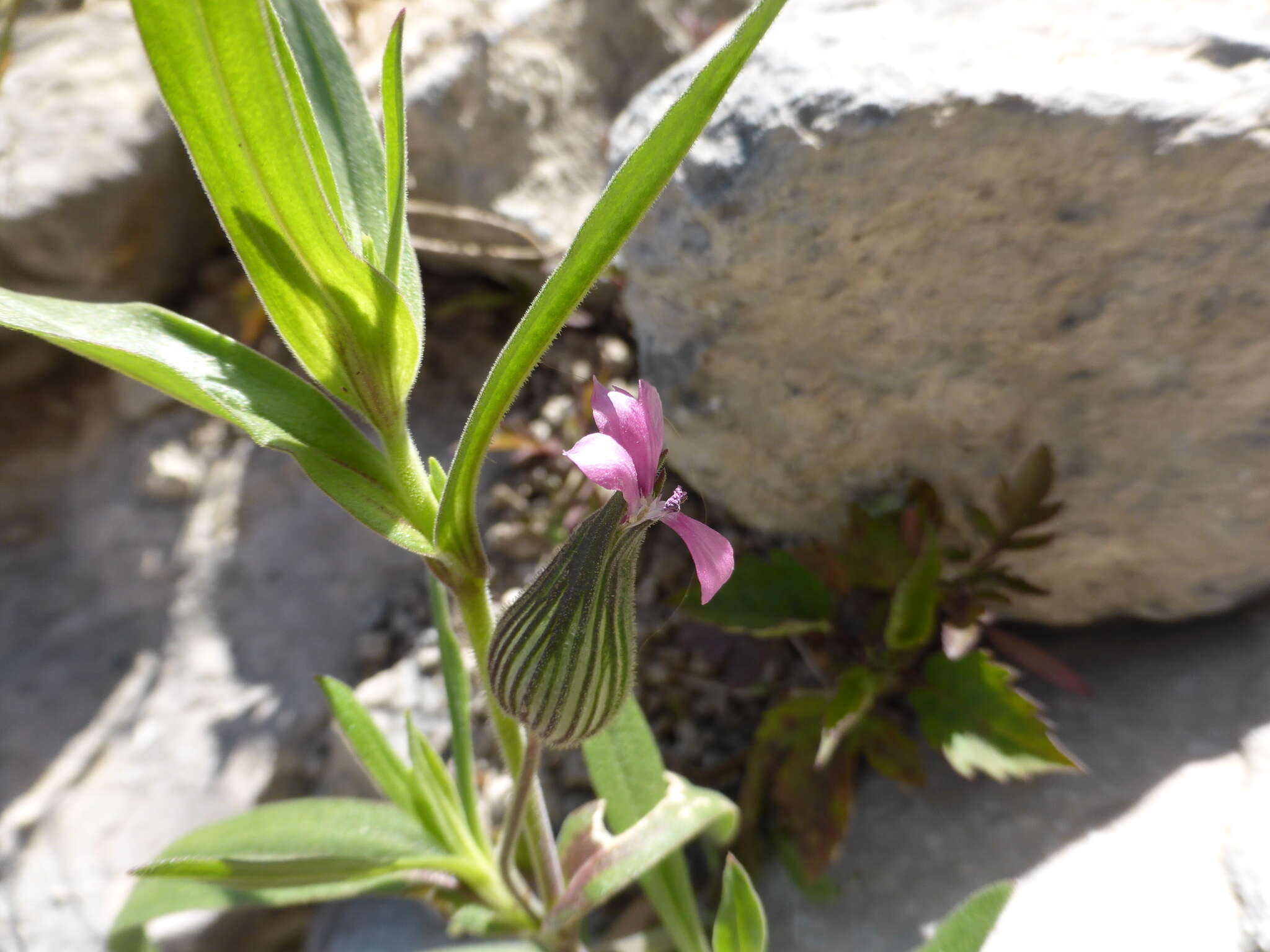 Image de Silene conoidea L.