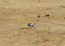 Image of White-winged Fairy-wren