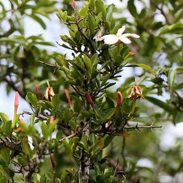 Image of Hyperacanthus amoenus (Sims) Bridson