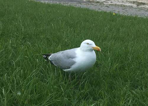 Image of herring gull