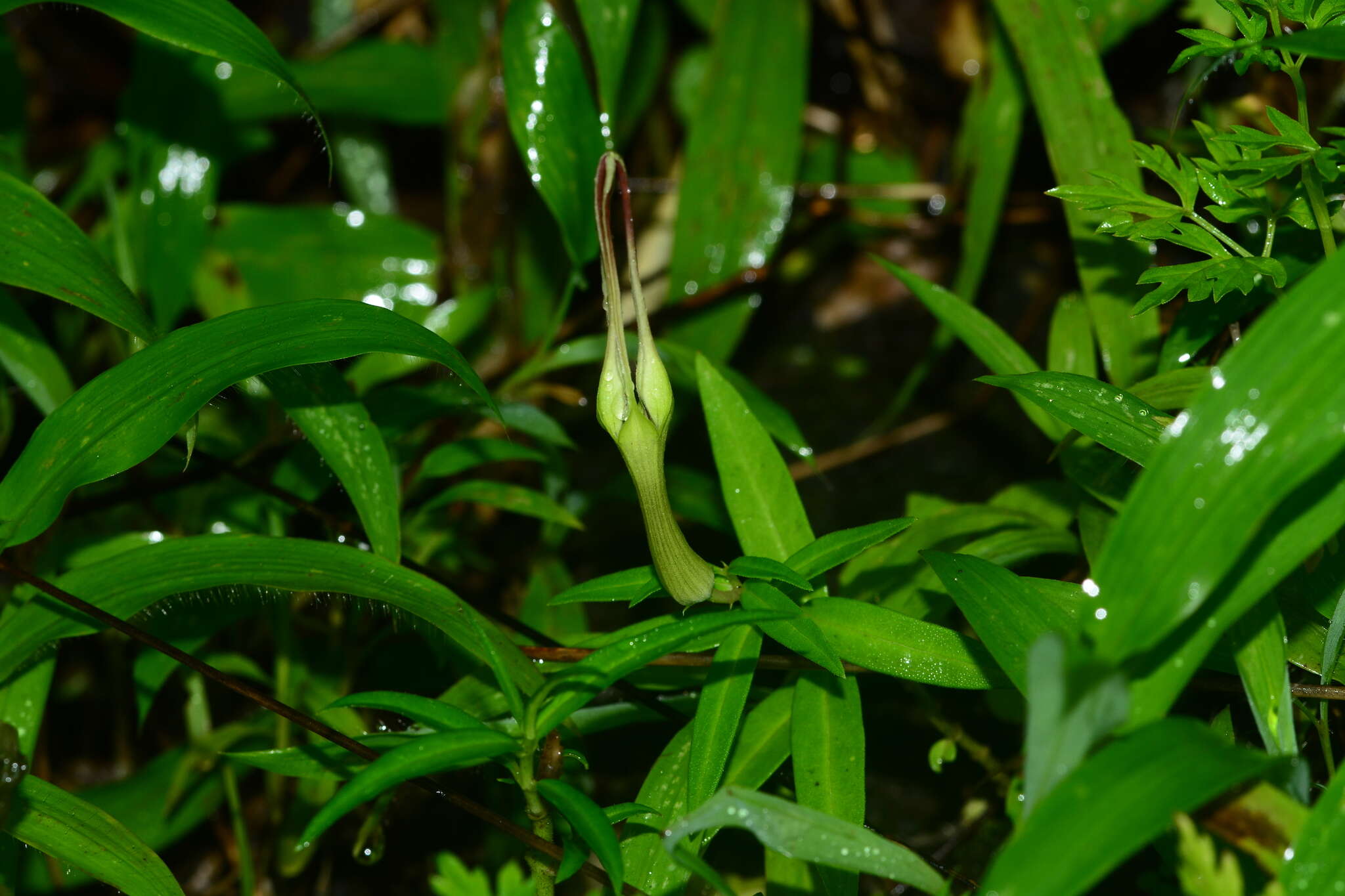 Image de Ceropegia attenuata Hook.