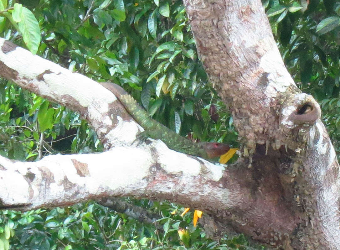 Image of Northern caiman lizard