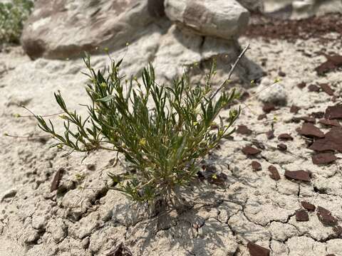 Image of salty buckwheat