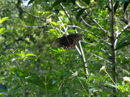 Image of Parides photinus (Doubleday 1844)