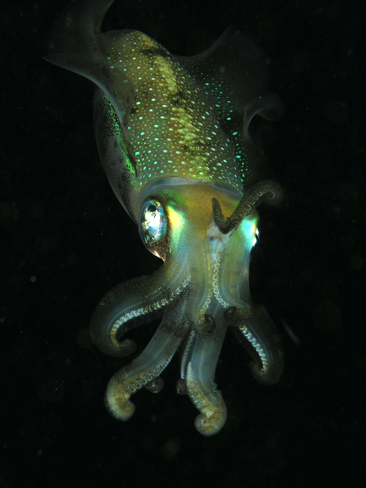 Image of bigfin reef squid