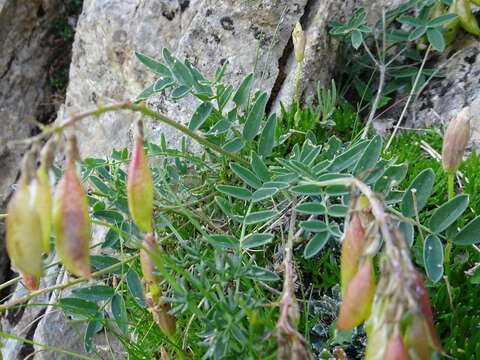 Image of Indian milk-vetch