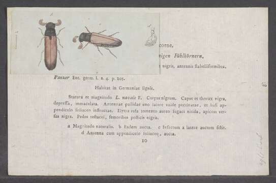 Image of Lymexylon