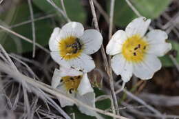 Image of Dwarf Monkey-Fiddle