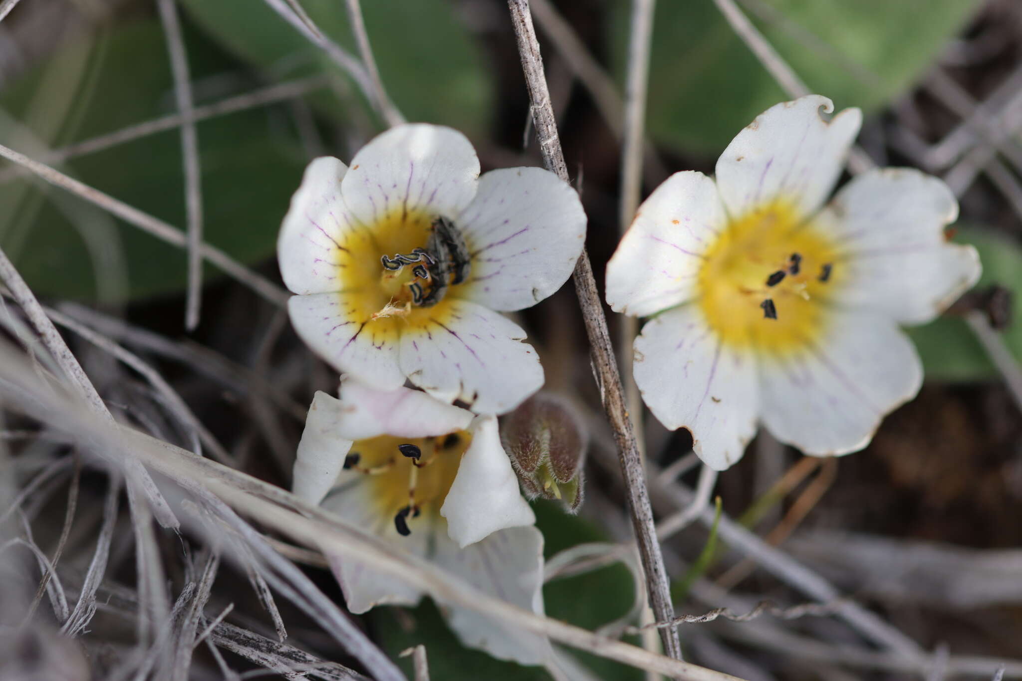 Слика од Hesperochiron pumilus (Griseb.) Porter