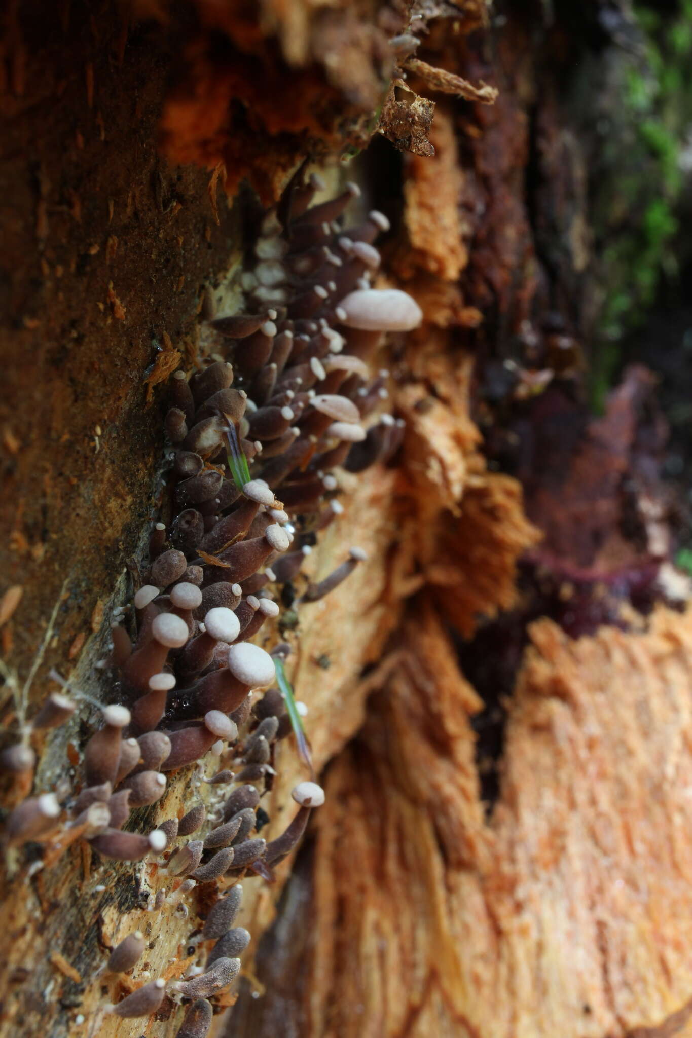 Marasmiellus praeacutus (Ellis) Halling 1987 resmi