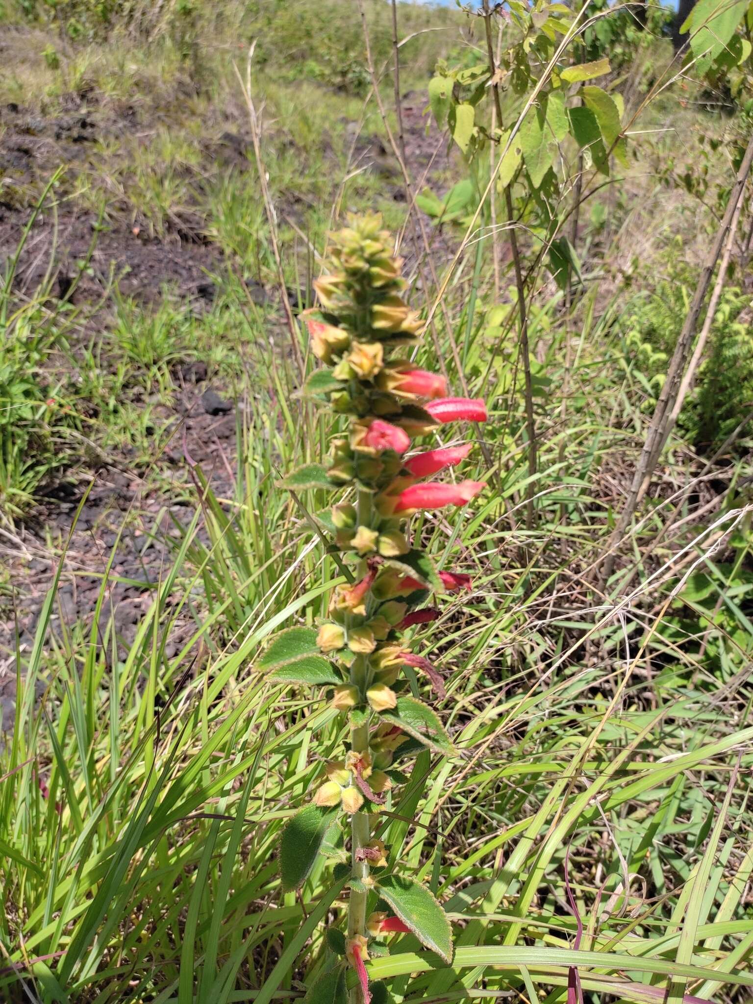 Image of Sinningia incarnata (Aubl.) Denham