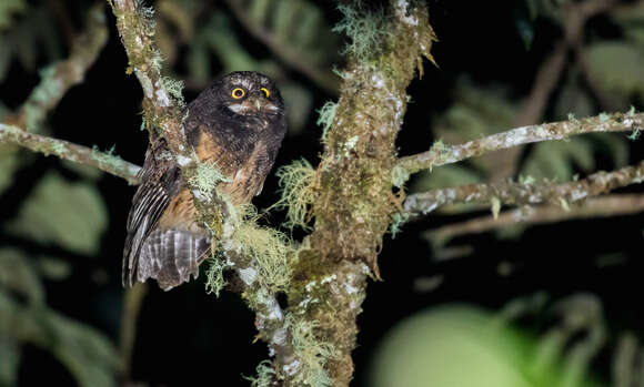 Image of White-throated Screech Owl