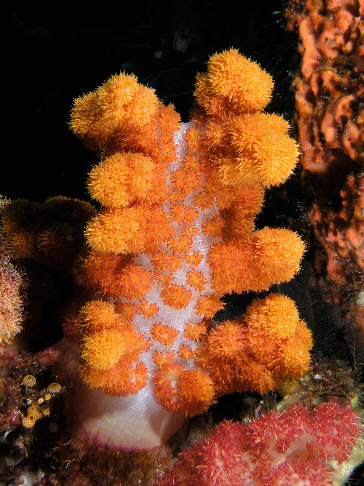 Image of Twotone soft coral