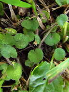 Image de Hydrocotyle exigua (Urb.) Malme