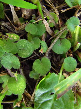 Imagem de Hydrocotyle exigua (Urb.) Malme