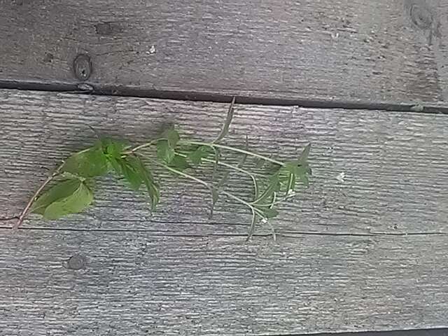 Image of pale willowherb