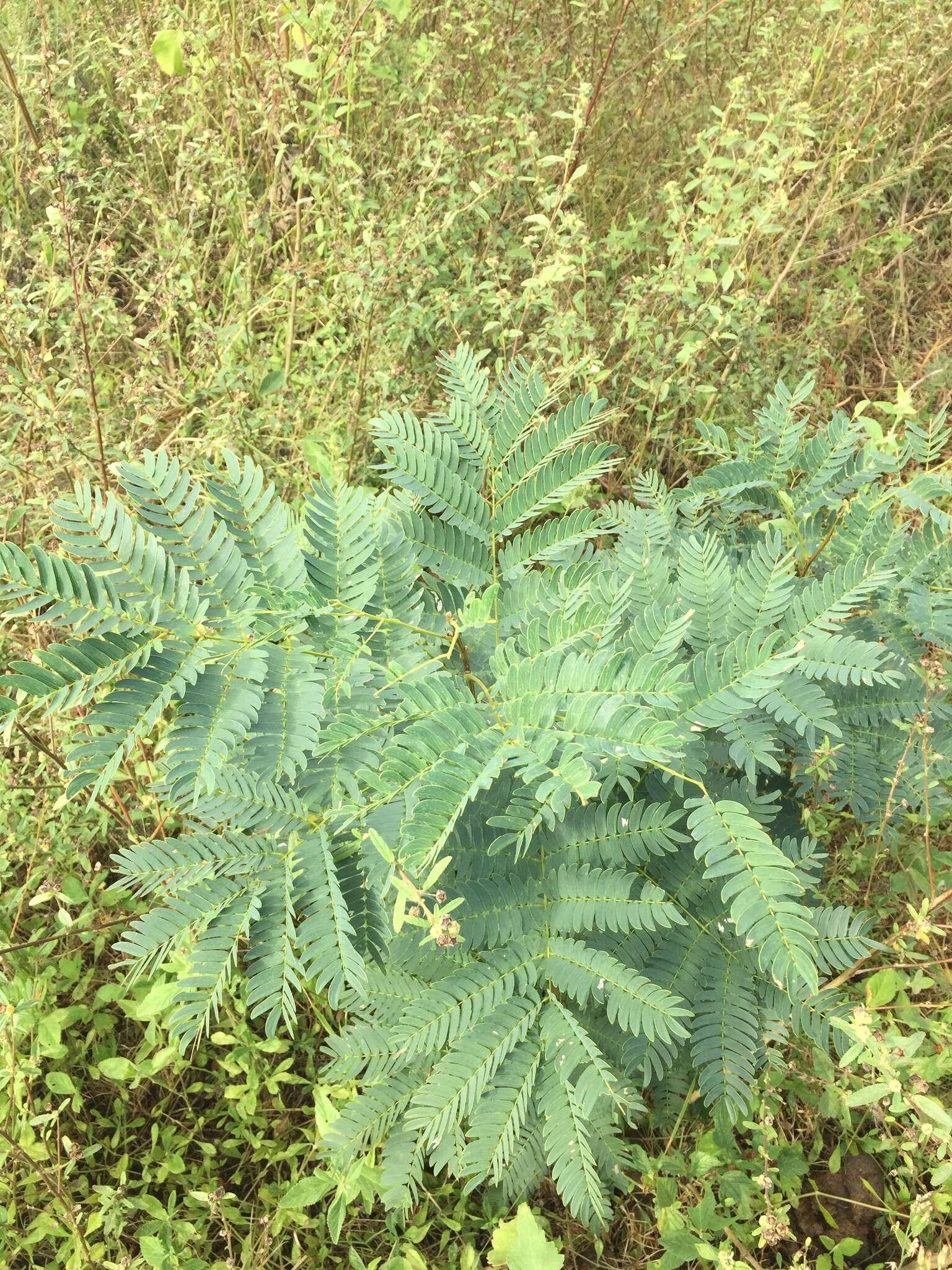 Image of Albizia inundata (Mart.) Barneby & J. W. Grimes