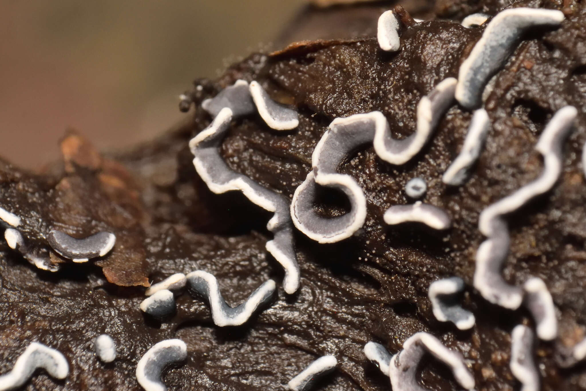 Image de Physarum bivalve