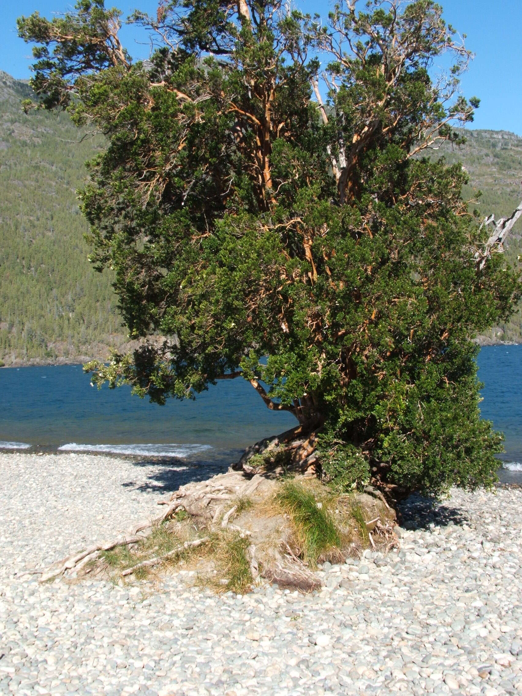 Sivun Luma apiculata (A. P. de Candolle) Burret kuva