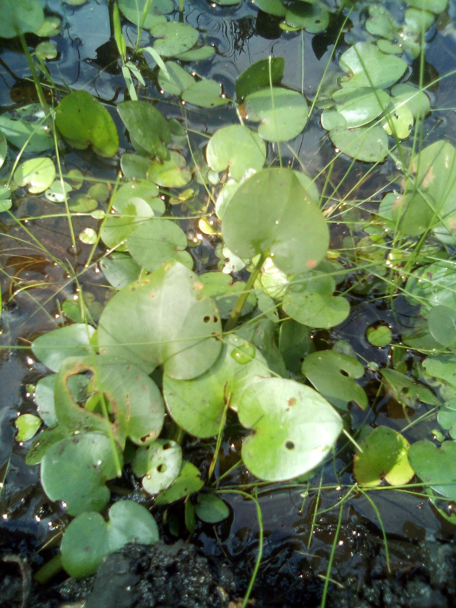 Слика од Limnobium spongia (Bosc) Steud.