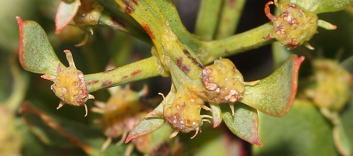 Image of Osyris speciosa (A. W. Hill) J. C. Manning & P. Goldblatt