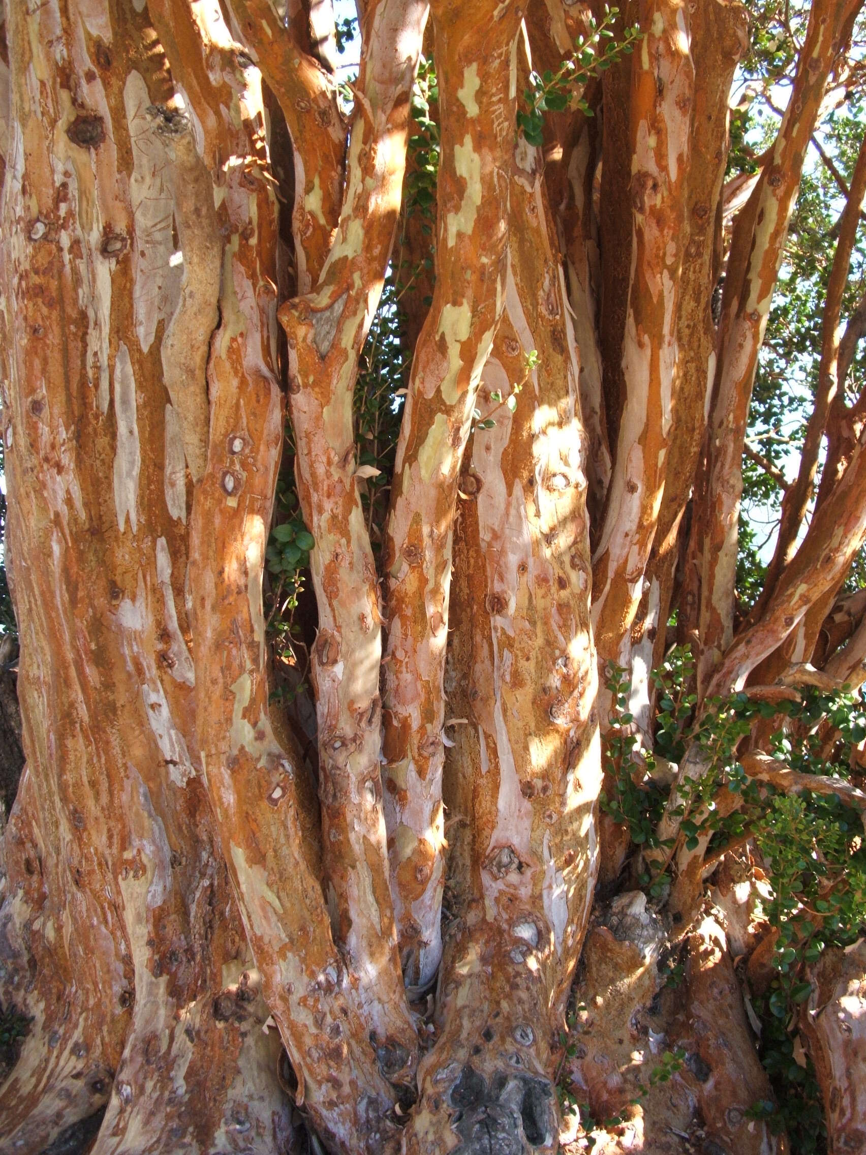 Sivun Luma apiculata (A. P. de Candolle) Burret kuva