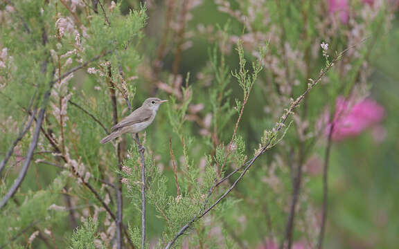 Image of Western Olivaceous Warbler