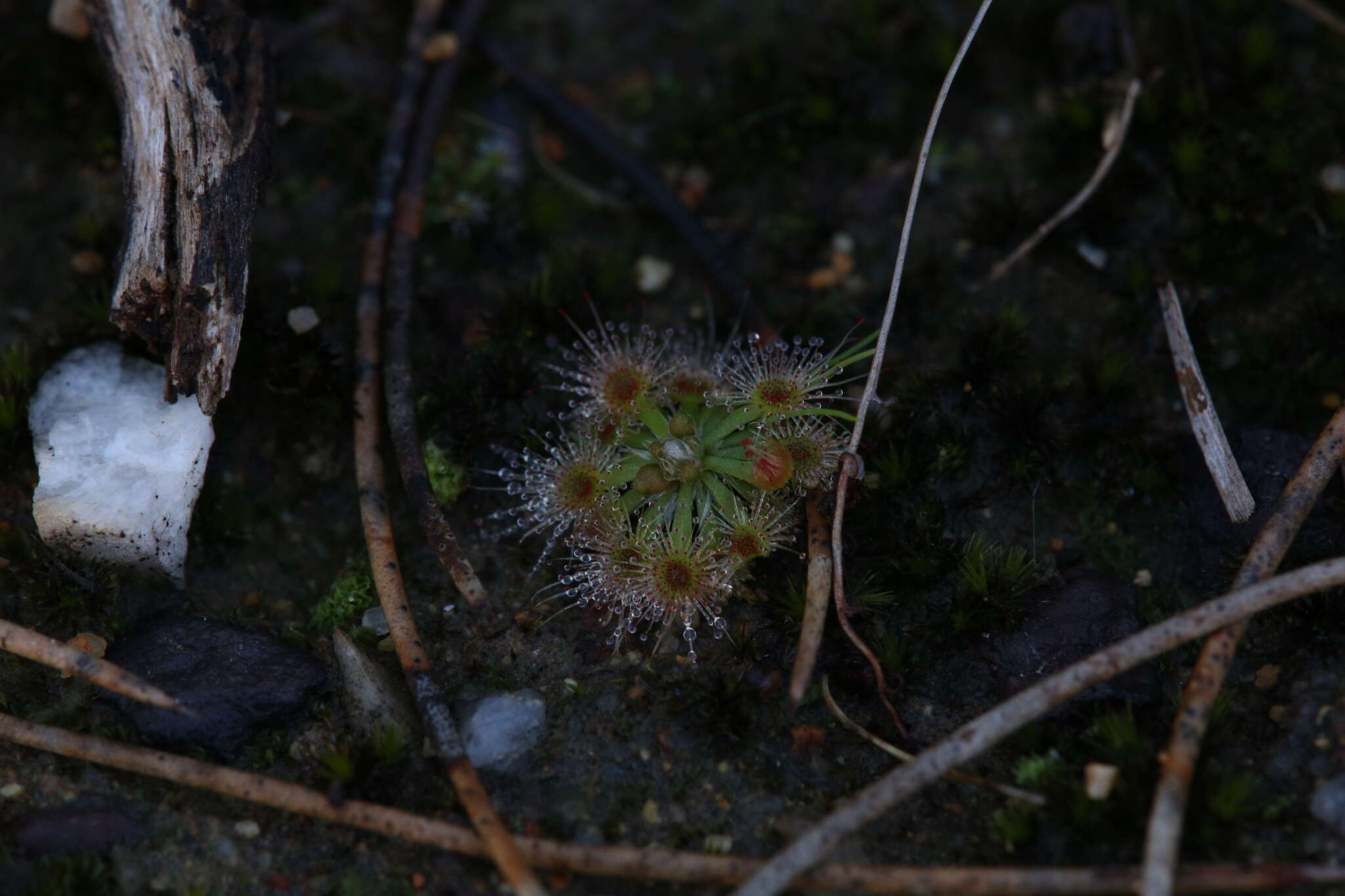 صورة Drosera miniata Diels